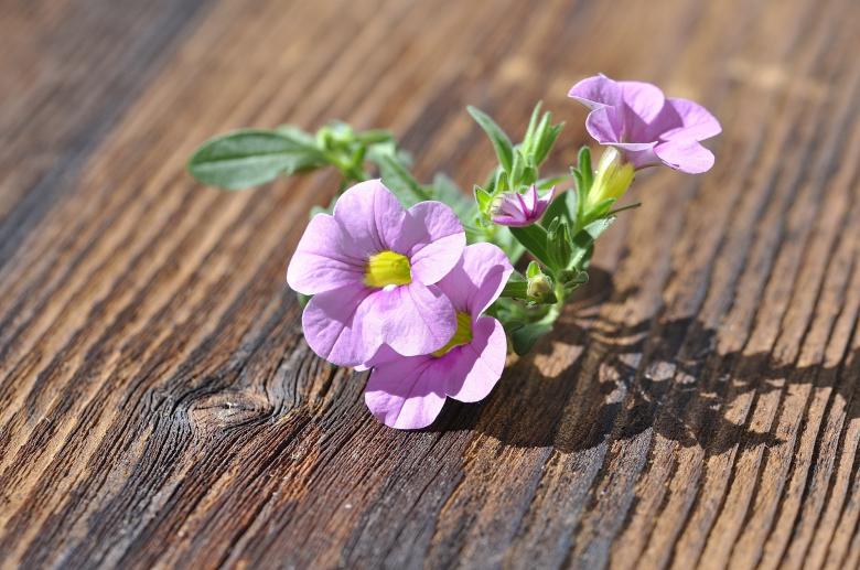 Free stock image of Nature created by Pixabay