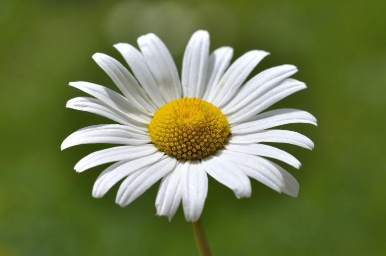 Free stock image of Blooming Flower created by Pixabay