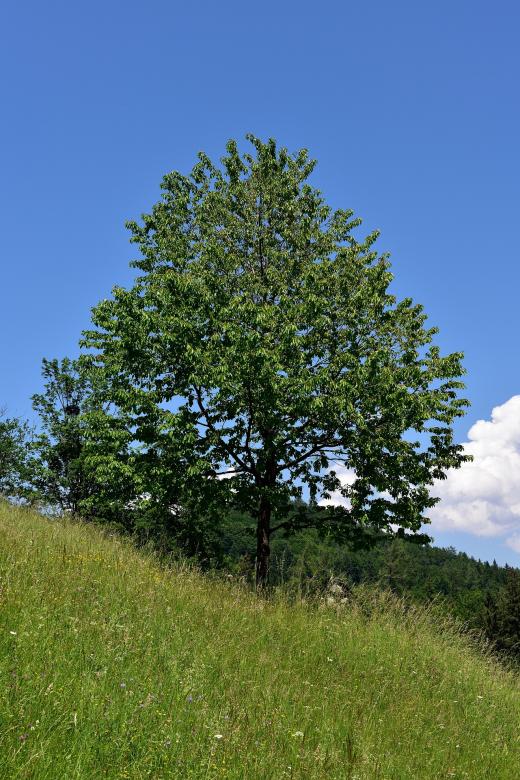 Free stock image of Nature created by Pixabay