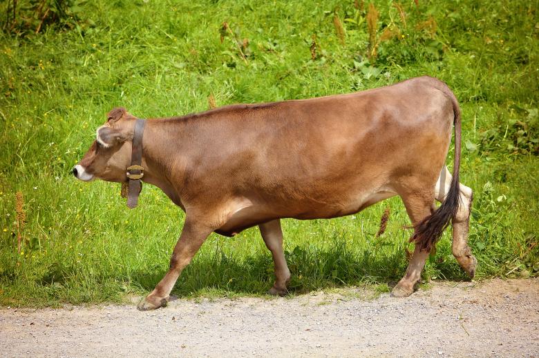 Free stock image of Cow created by Pixabay