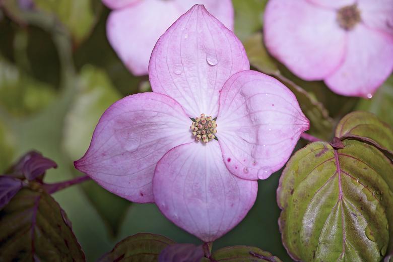 Free stock image of Blossom created by Pixabay