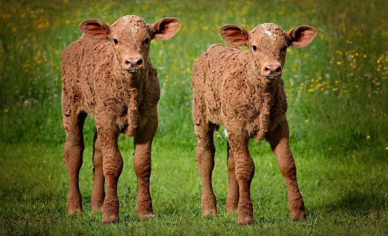 Free stock image of Calves created by Pixabay