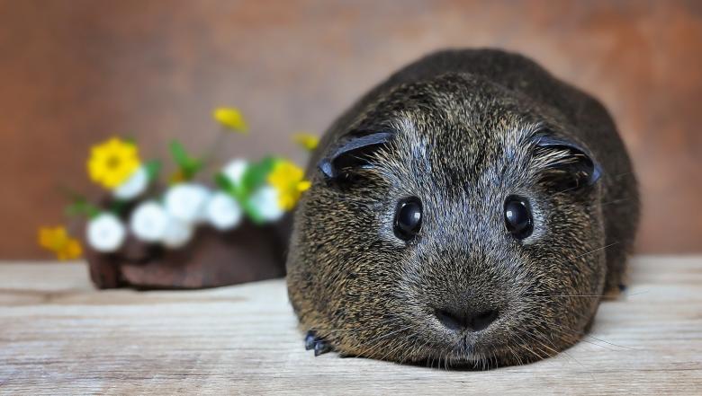 Free stock image of Guinea created by Pixabay