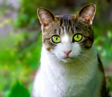 Pet - Free Stock Photo