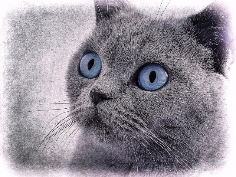 Free stock image of Cat created by Pixabay