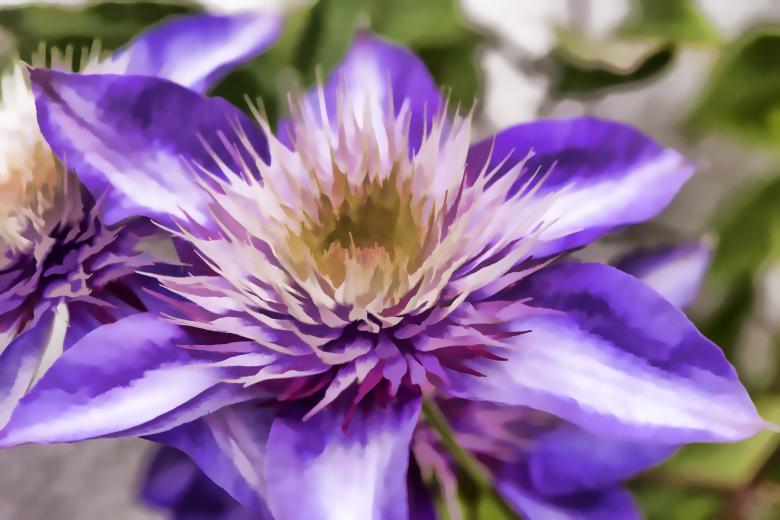 Free stock image of Clematis created by Pixabay