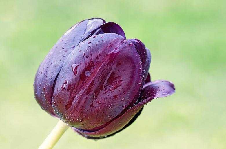 Free stock image of Tulip created by Pixabay