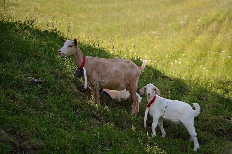 Free stock image of Goat created by Pixabay