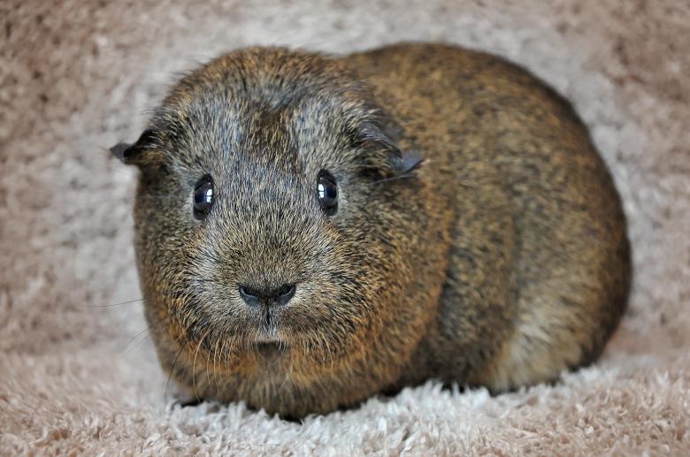 Free stock image of Guinea Pig created by Pixabay