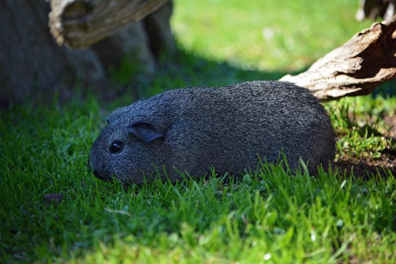 Free stock image of Lonely Guinea created by Pixabay