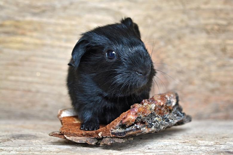Free stock image of Guinea created by Pixabay