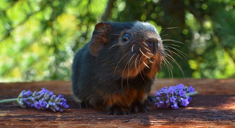 Free stock image of Guinea Pig created by Pixabay