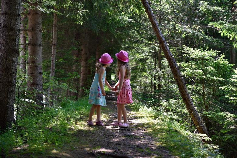 Free stock image of Into the Wild created by Pixabay