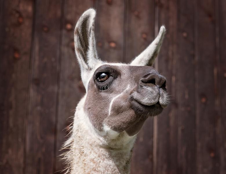 Free stock image of Wild created by Pixabay