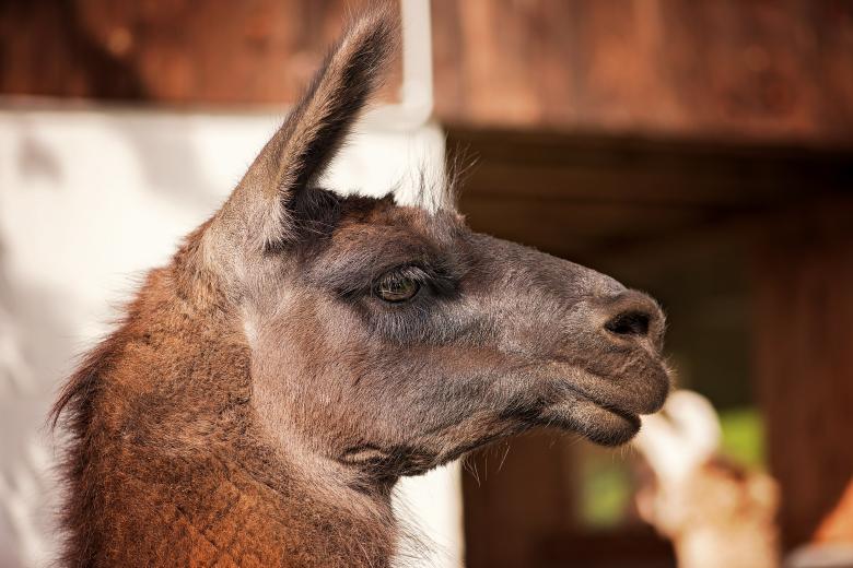 Free stock image of Camel created by Pixabay