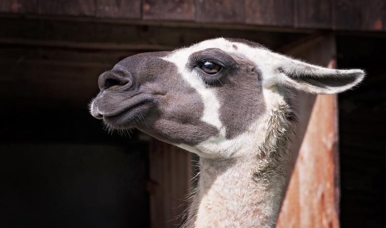Free stock image of Animal created by Pixabay