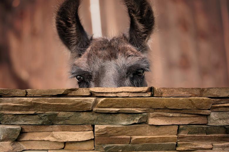 Free stock image of Lama created by Pixabay