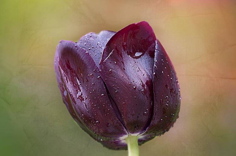 Free stock image of Tulip created by Pixabay