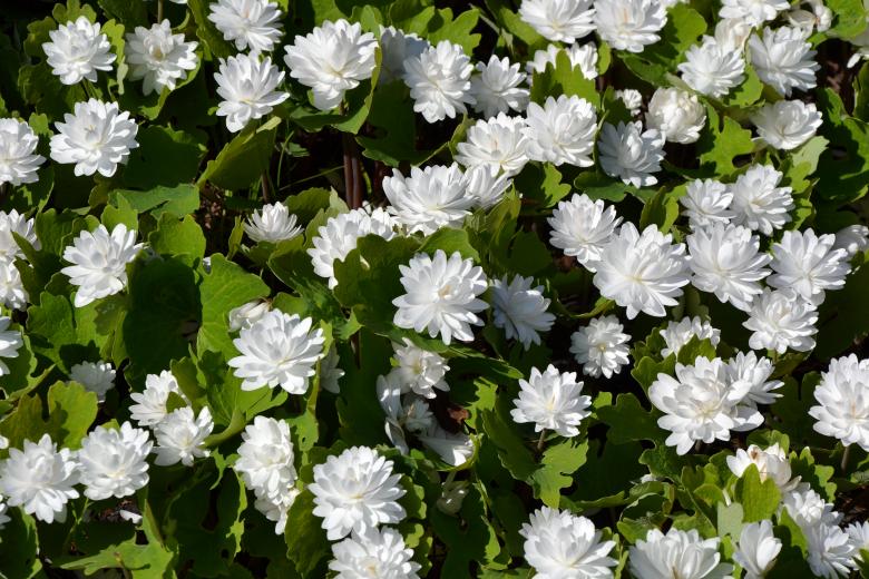 Free stock image of Bloodroot created by Tomas Adomaitis