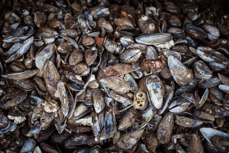 Free stock image of Old Sea Shells Texture created by Free Texture Friday