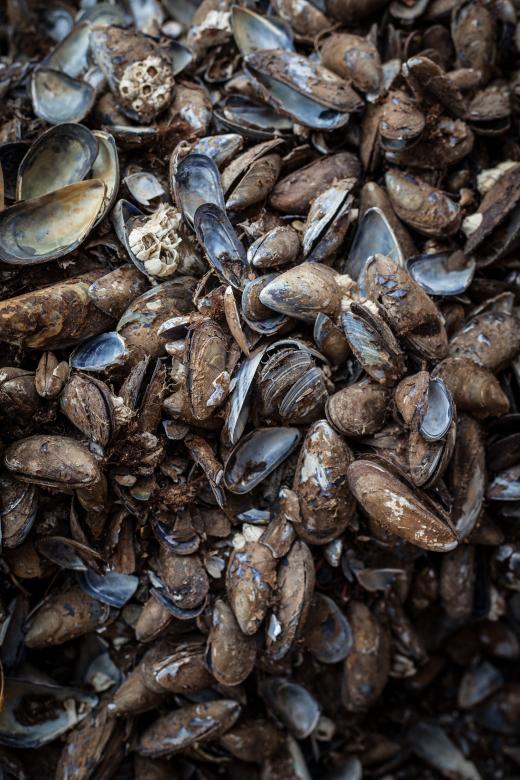 Free stock image of Old Sea Shells Texture created by Free Texture Friday