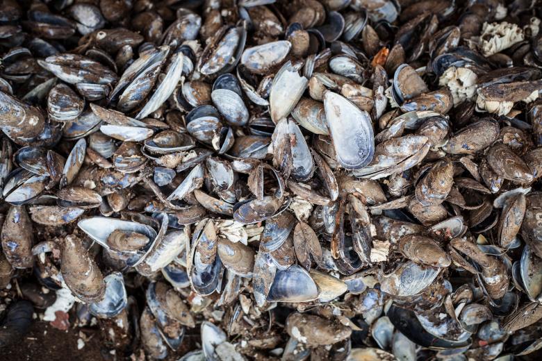 Free stock image of Old Sea Shells Texture created by Free Texture Friday