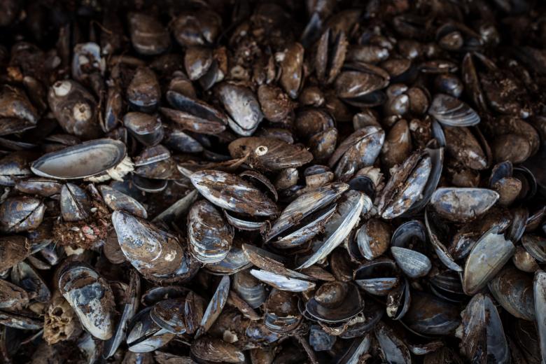 Free stock image of Old Sea Shells Texture created by Free Texture Friday
