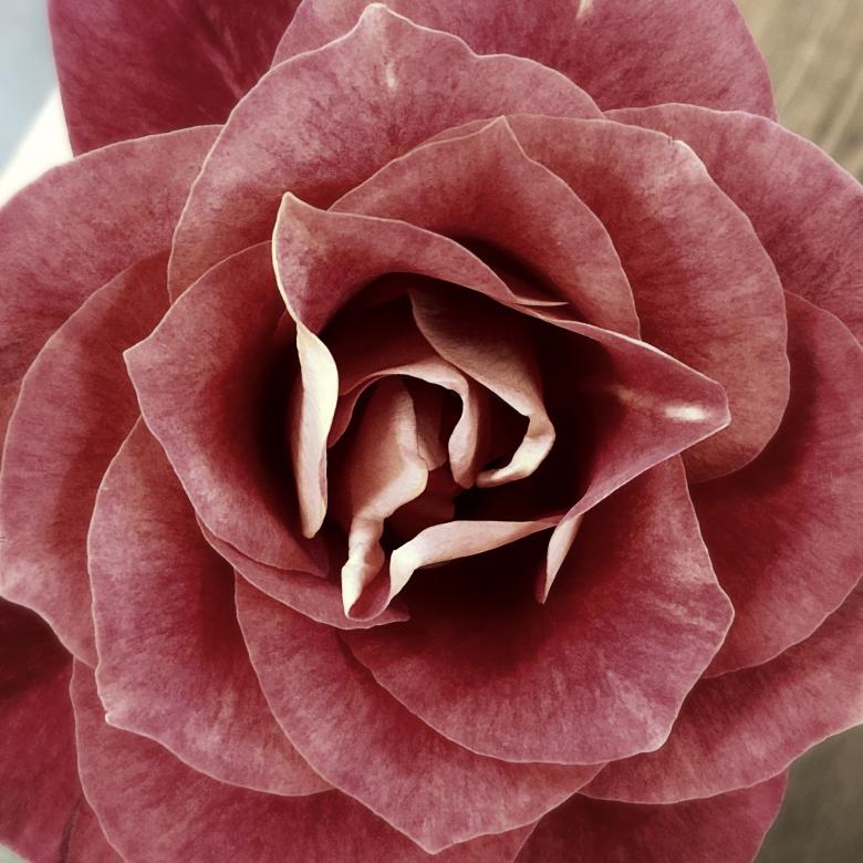 Free stock image of Flower Closeup created by Julieta Nuñez Chapa