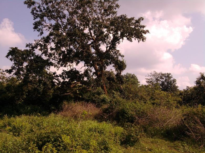 Free stock image of Trees in Nature created by k sangeeta