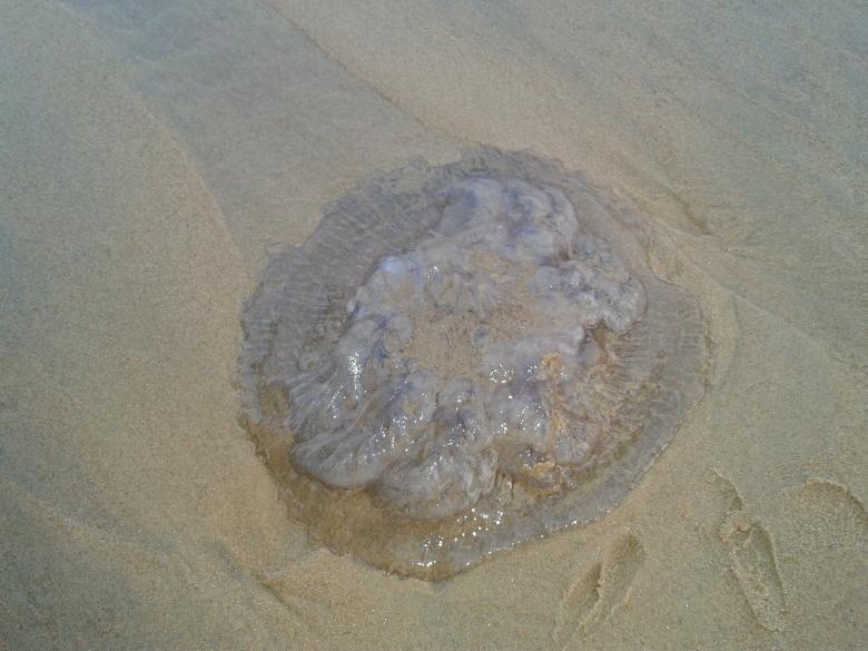Free stock image of Jellyfish created by k sangeeta