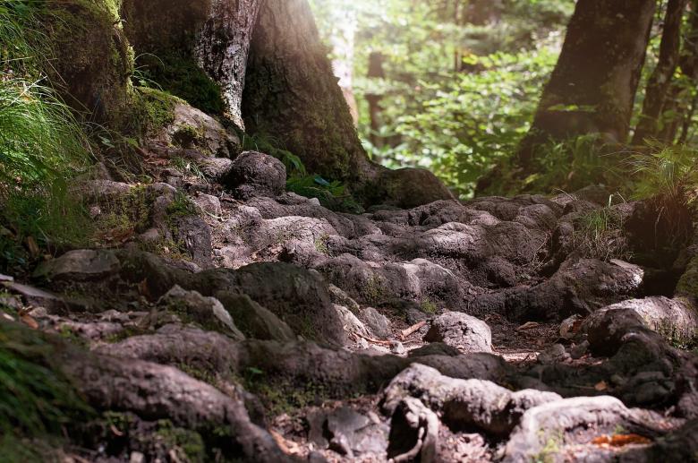 Free stock image of Wild created by Pixabay