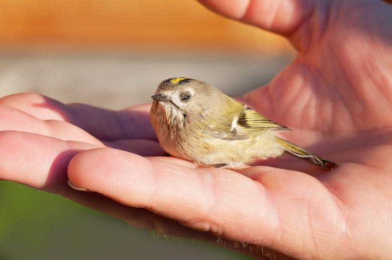Free stock image of Little Bird created by Pixabay