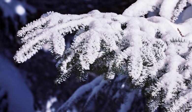 Free stock image of Frozen created by Pixabay