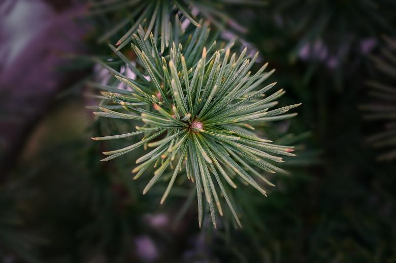 Free stock image of Pine created by Pixabay