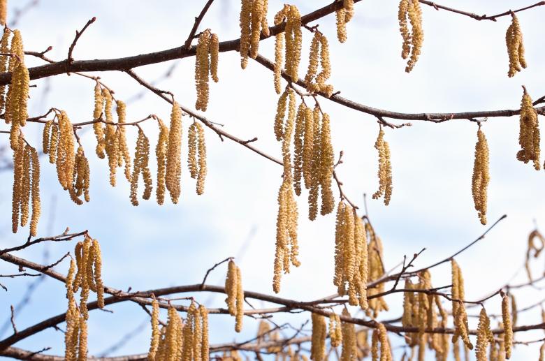Free stock image of Common Hazel created by Pixabay