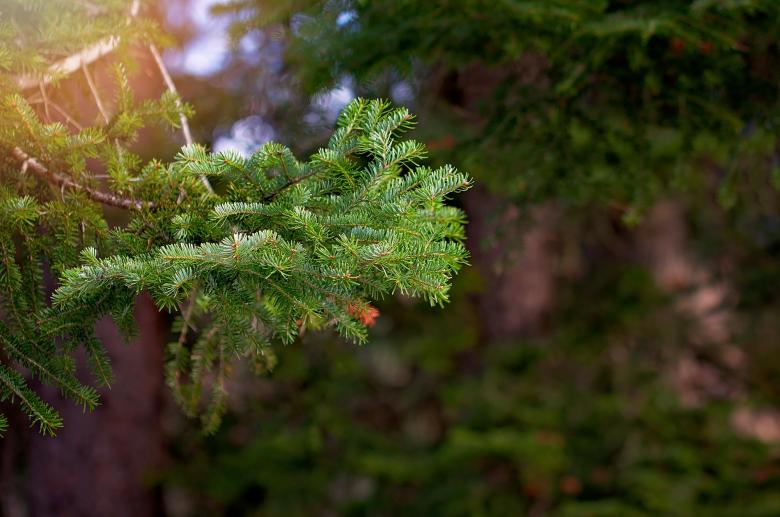 Free stock image of Conifer created by Pixabay