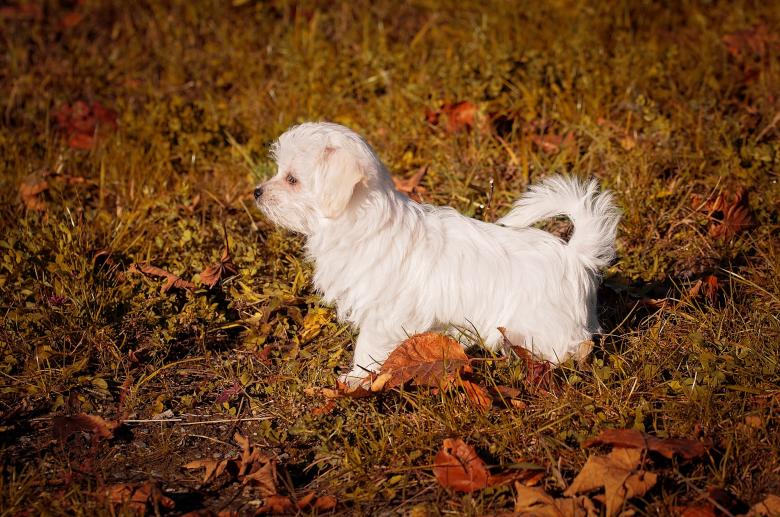 Free stock image of White Dog created by Pixabay