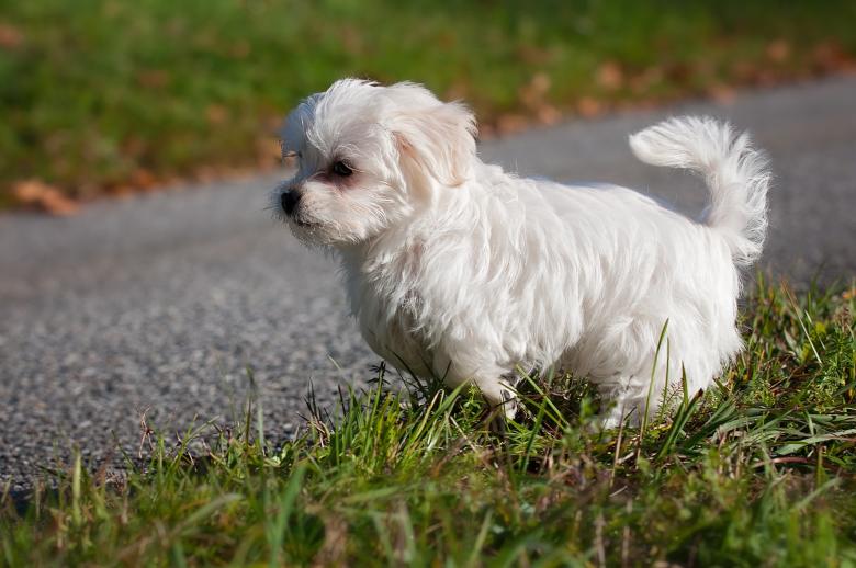 Free stock image of Cute Dog created by Pixabay