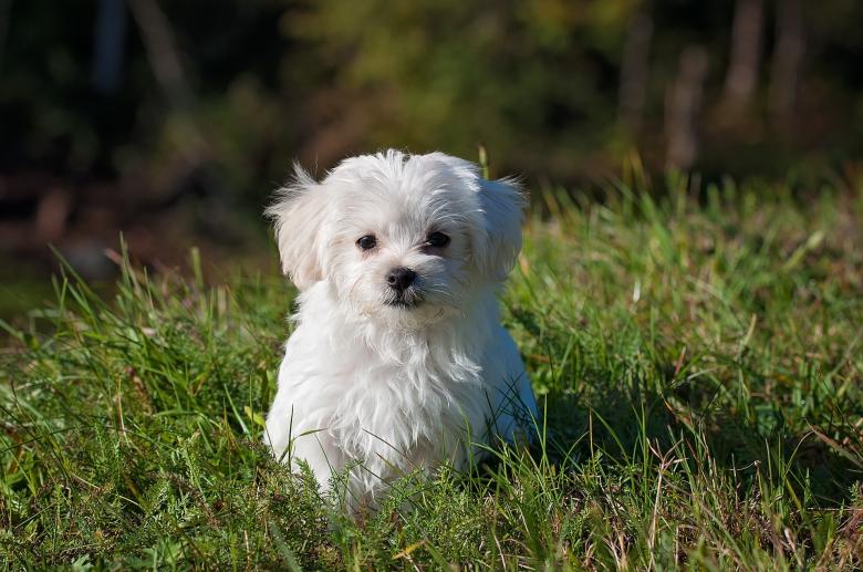 Free stock image of Little Dog created by Pixabay