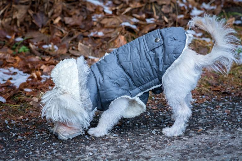 Free stock image of Pet created by Pixabay