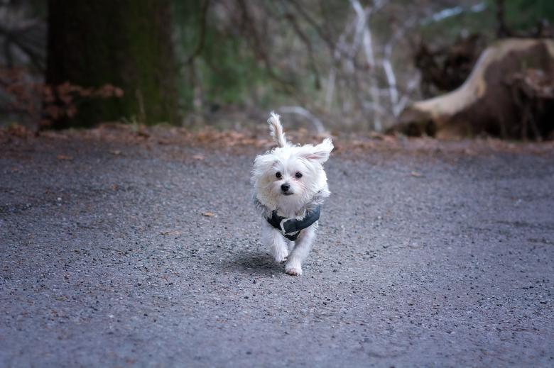 Free stock image of Pet created by Pixabay