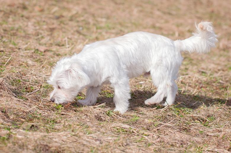 Free stock image of White Dog created by Pixabay