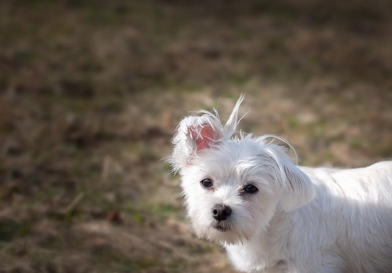 Free stock image of White Dog created by Pixabay