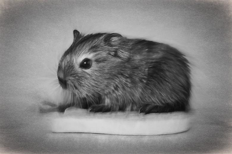 Free stock image of Guinea Pig Drawing created by Pixabay