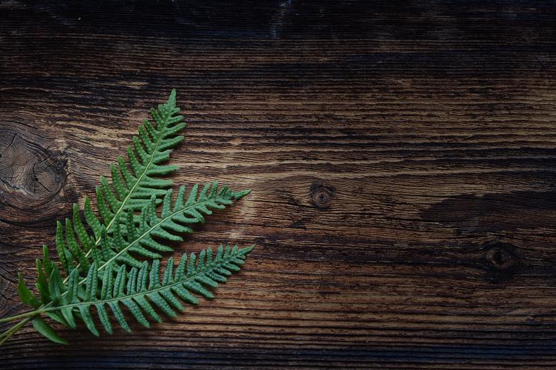 Free stock image of Fern created by Pixabay