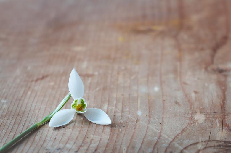 Free stock image of White Flower created by Pixabay