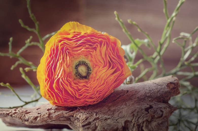 Free stock image of Flower created by Pixabay
