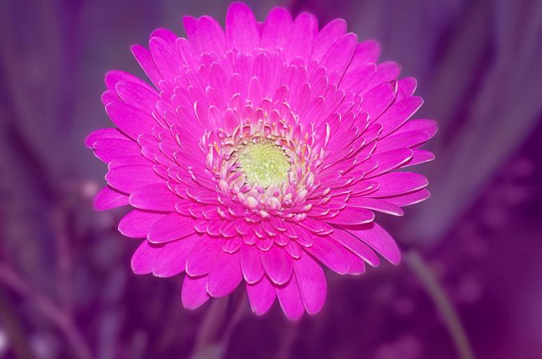 Free stock image of Pink Gerbera created by Pixabay