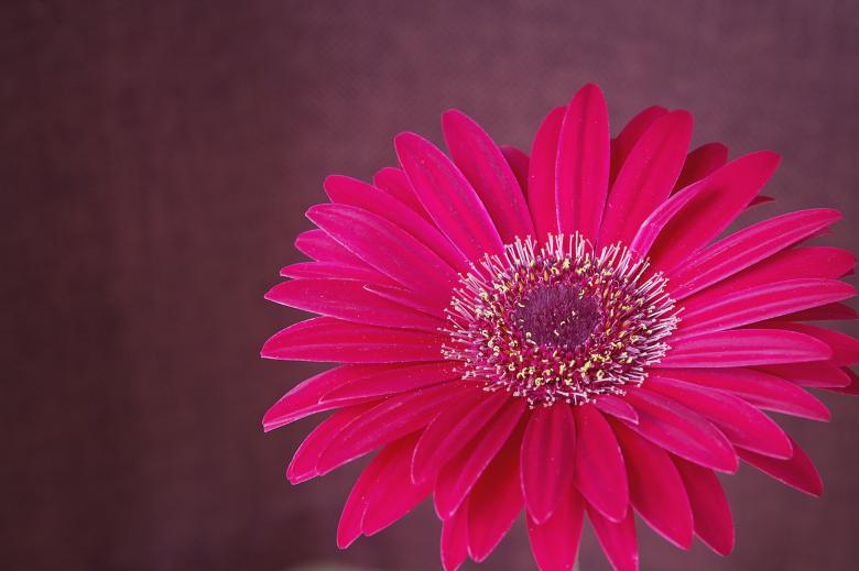 Free stock image of Gerbera created by Pixabay