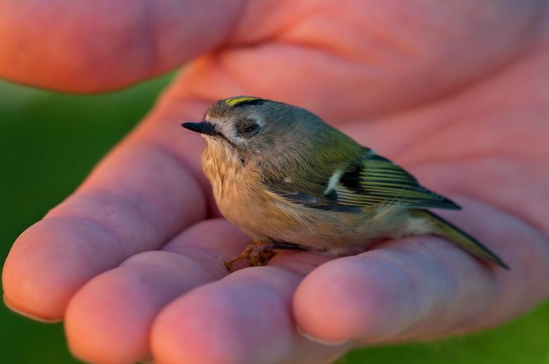 Free stock image of Goldcrest created by Pixabay